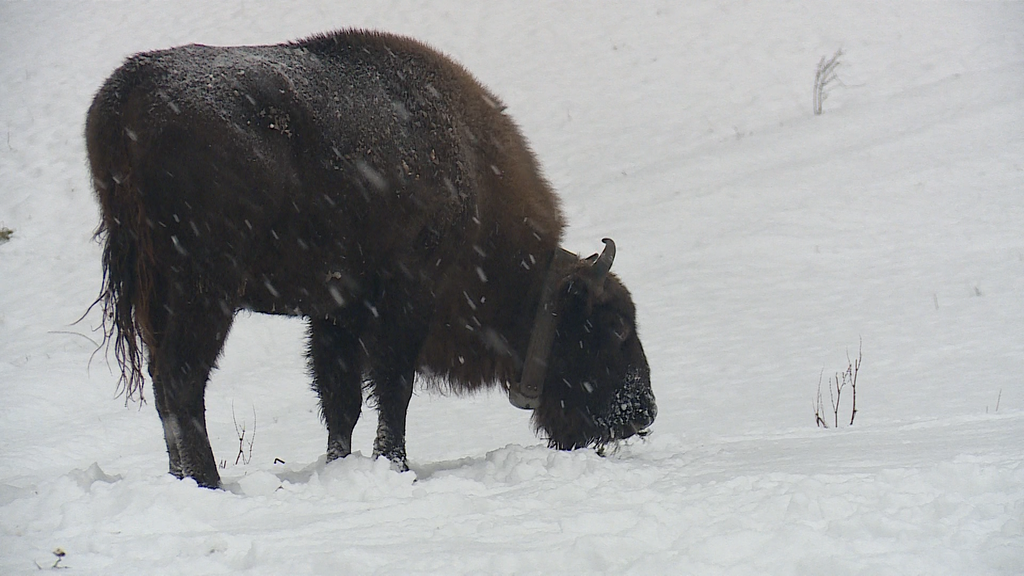 Wiederansiedlungsprojekt Wisent