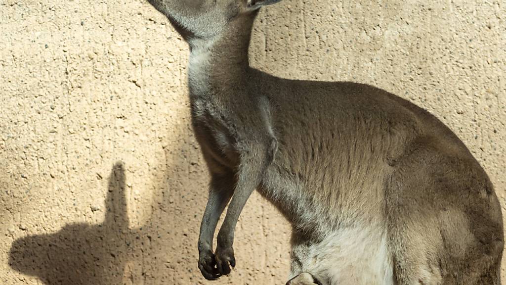 Ein australischer Känguru-Forscher hat mit einem kuriosen Video einen weltweiten Tanzwettbewerb gewonnen. (Archivbild)