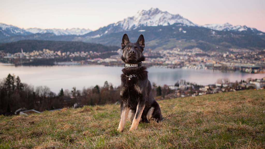 Polizeihunde fassen in Meierskappel mutmassliche Diebe