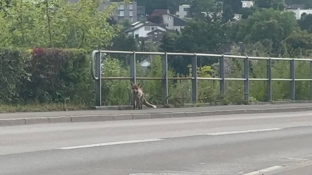 Fälle von Fuchsbandwurm enorm angestiegen