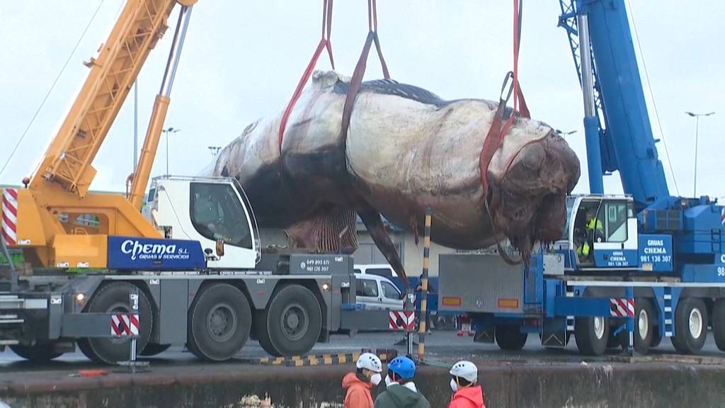30 Tonnen schwerer Wal-Kadaver aus spanischem Hafen geborgen