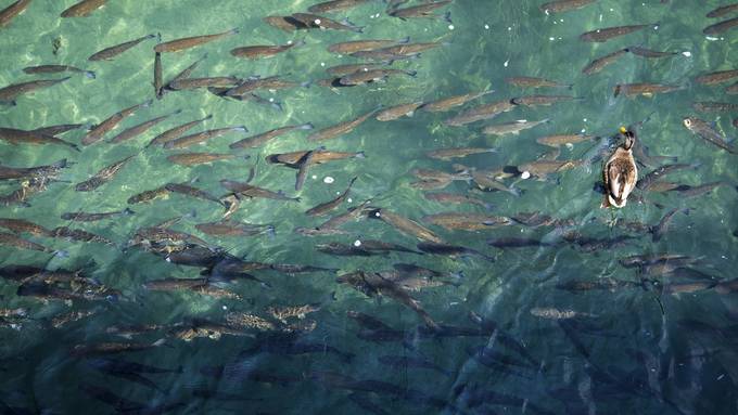 Im Rhein droht ein erneutes Massensterben von Fischen