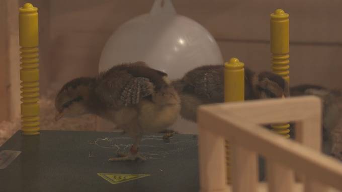 Osterbibeli im Museum Luzern