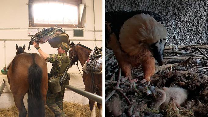 Vierbeiner im Militär / Jungtiere im Tierpark