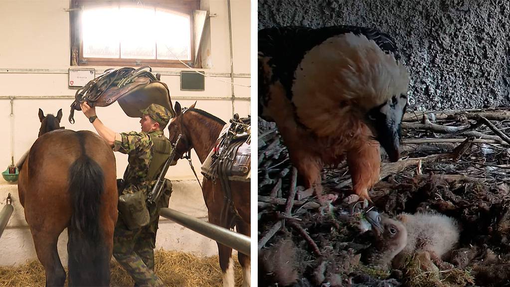 Armeetiere / Nachwuchs im Tierpark Goldau