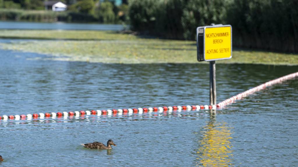 Steigende Wassertemperaturen führen zu vermehrtem Auftreten von Entenflöhen in stehenden Gewässern wie etwa dem Moossee BE. Die winzigen Saugwurmlarven sind zwar ungefährlich, können aber einen stark juckenden Hautausschlag auslösen.