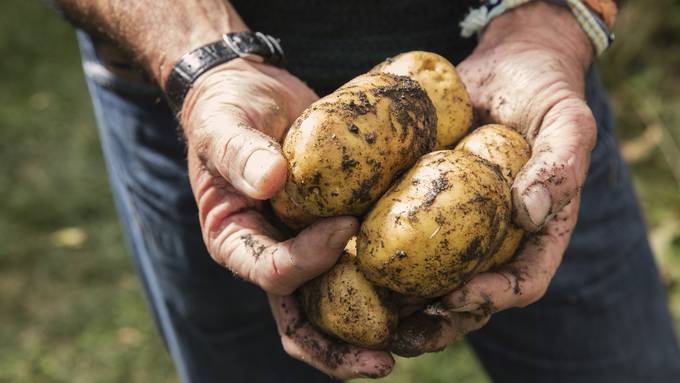Pilz gefährdet Kartoffeln: Kann die Ernte gerettet werden?