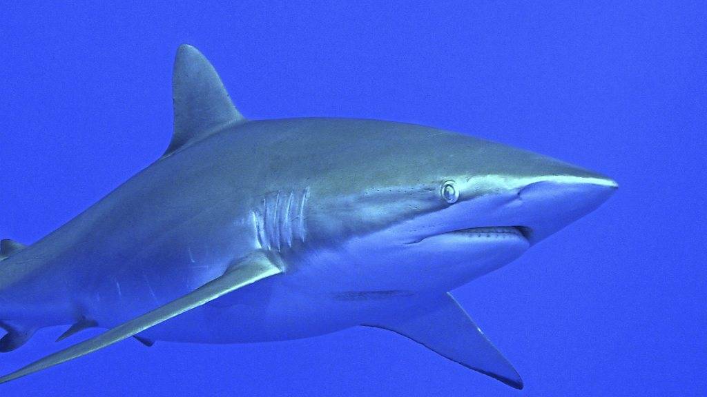 In der Nähe von Korallenriffen sind weltweit immer weniger Haie zu finden. (Archivbild)