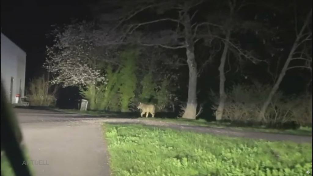Im Fricktal ist neben dem Osterhasen aktuell auch der Wolf unterwegs