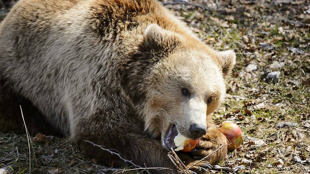 Wanderer sind am Samstagmorgen in der Region Riederalp VS auf einen Bären gestossen. Der Kanton Wallis hat offiziell bestätigt, dass es sich tatsächlich um einen Bären gehandelt hat. (Archivbild)