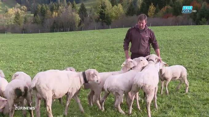 «Dachte ich bin im falschen Film» – Bauer verliert zwei Schafe