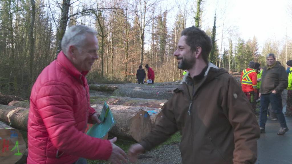 Bis zu 20'000 Franken pro Kubikmeter – zu Besuch bei einer Holzauktion