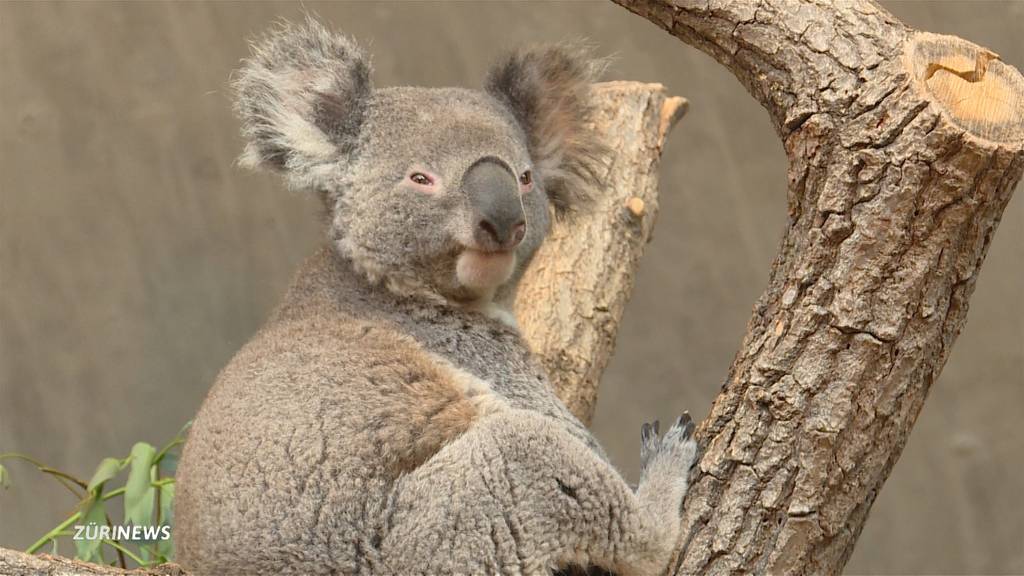 Koala Love-Story im Zoo Zürich