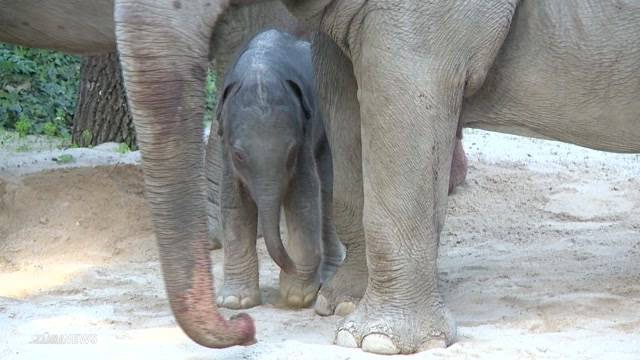 Zoo-Ansturm wegen Elefanten-Nachwuchs