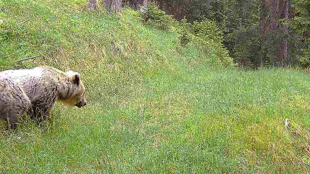 Ein Bär, der am 10. Juni dieses Jahres in Bergün GR von einer Kamerafalle fotografiert wurde. (Archivbild)