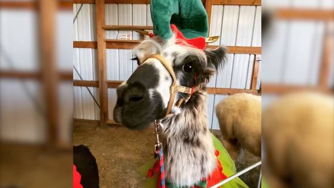 Ein paar Weihnachts-Lamas gefällig?