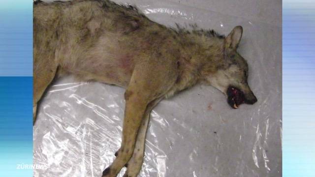 Wolf siedelt im Unterland an