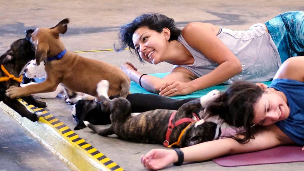 In Italien verboten: Yoga-Stunden mit Hundewelpen. (Archivbild)