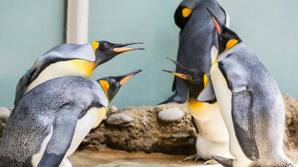 Die Königs- und die Eselspinguine im Zoo Basel sollen bald ein neues Zuhause erhalten. Für dieses will der Zolli zwei Millionen Franken aufwenden.