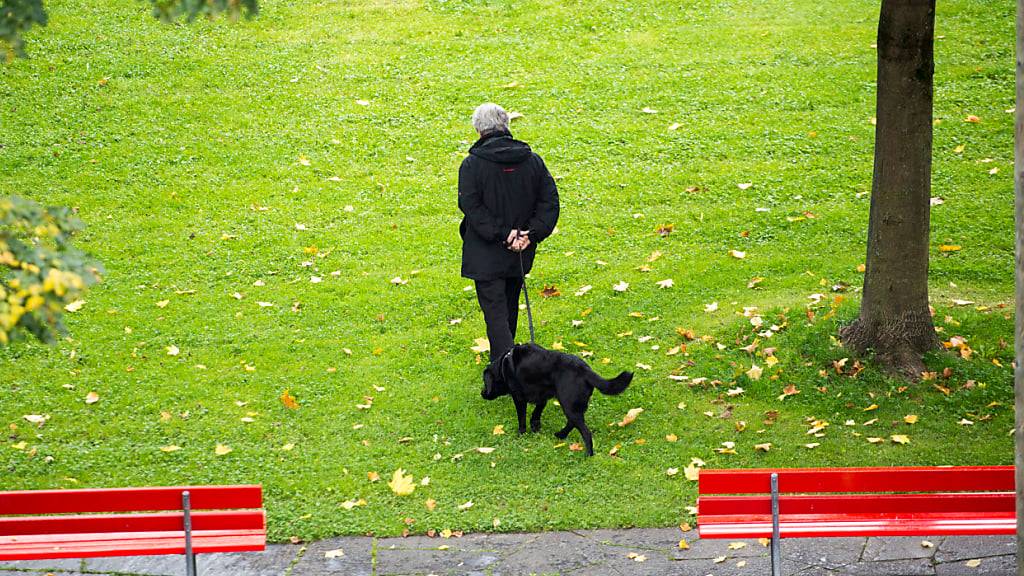 In der Stadt Zürich gibt es immer mehr Hunde - damit nimmt die Stadt auch mehr Hundesteuern ein. (Symbolbild)