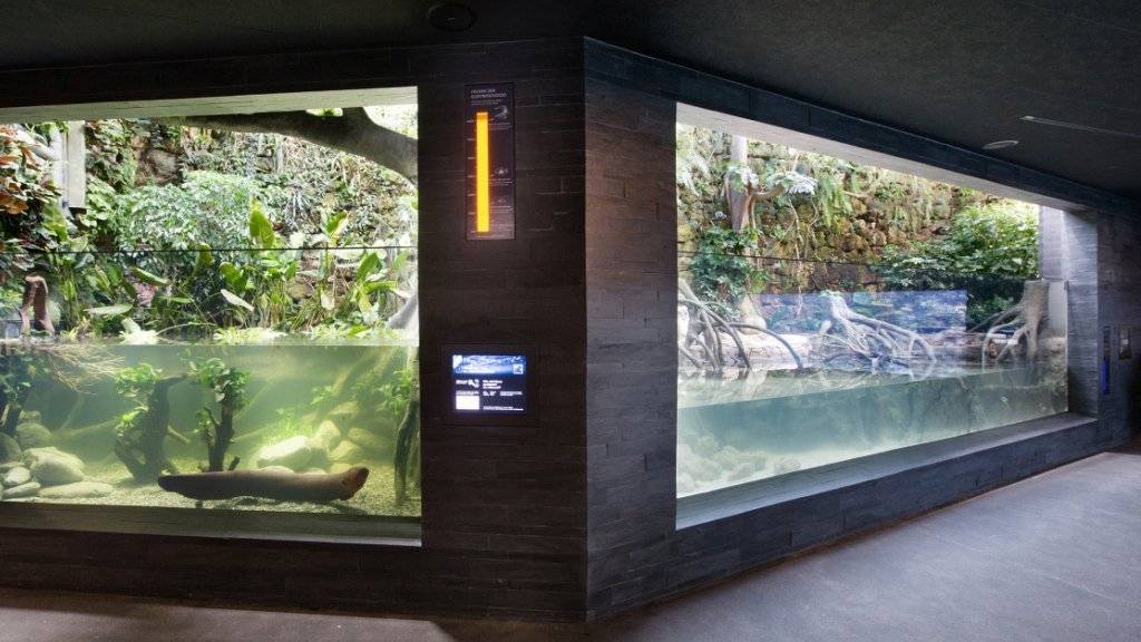 Ein Zitteraal (links) und das Gezeitenbecken im neugestalteten Aquarium der Zürcher Zoos.