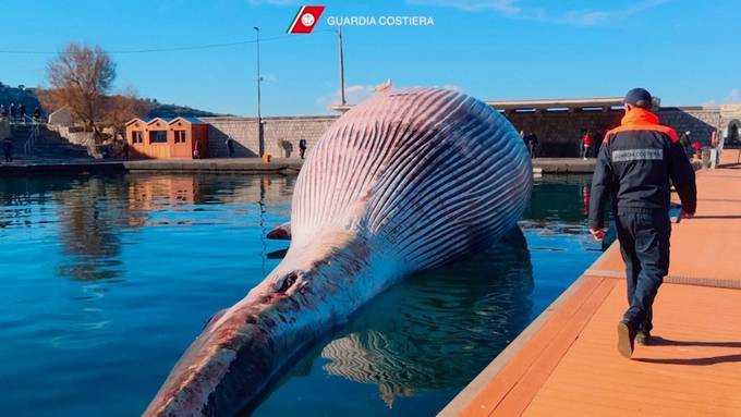 70 Tonnen schwerer Wal strandet im Golf von Neapel