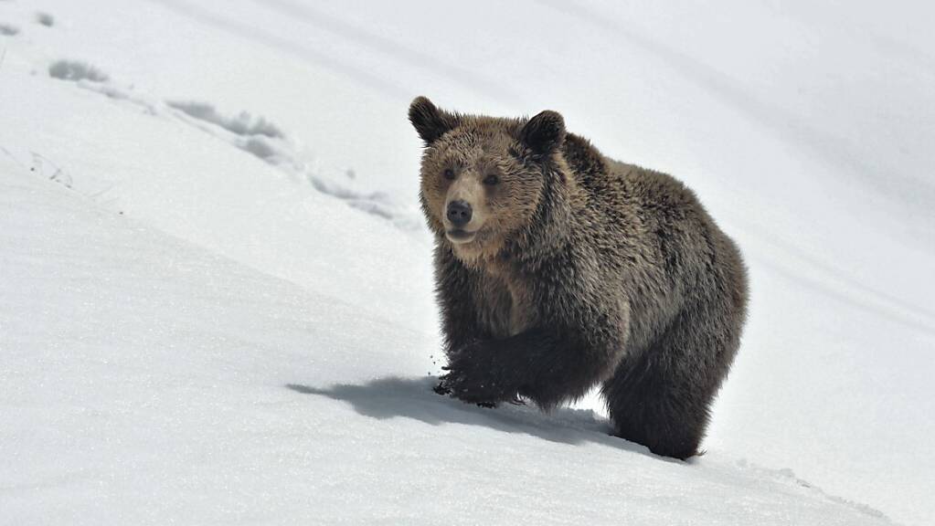 Am Freitag waren die Bären des Arosa Bärenlands erstmals nach der Winterruhe im Schnee unterwegs.