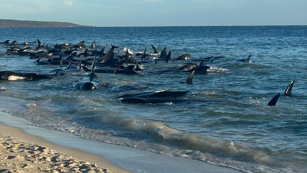 HANDOUT - Massenstrandung von Grindwalen in Toby's Inlet in Westaustralien. Foto: PARKS AND WILDLIFE WESTERN AUSTRALIA/AAP/dpa - ACHTUNG: Nur zur redaktionellen Verwendung und nur mit vollständiger Nennung des vorstehenden Credits