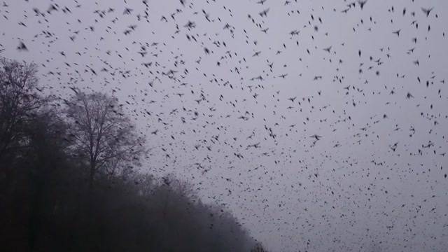 Vogelinvasion im Aargau