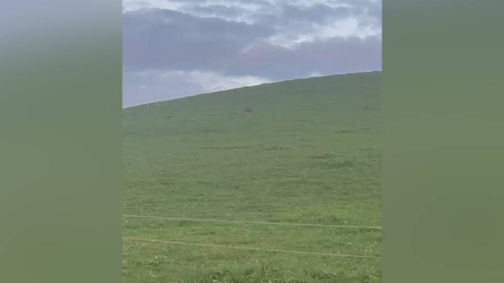 Wegen Wolf: Bauern im Gebiet Albis sorgen sich um ihre Schafe