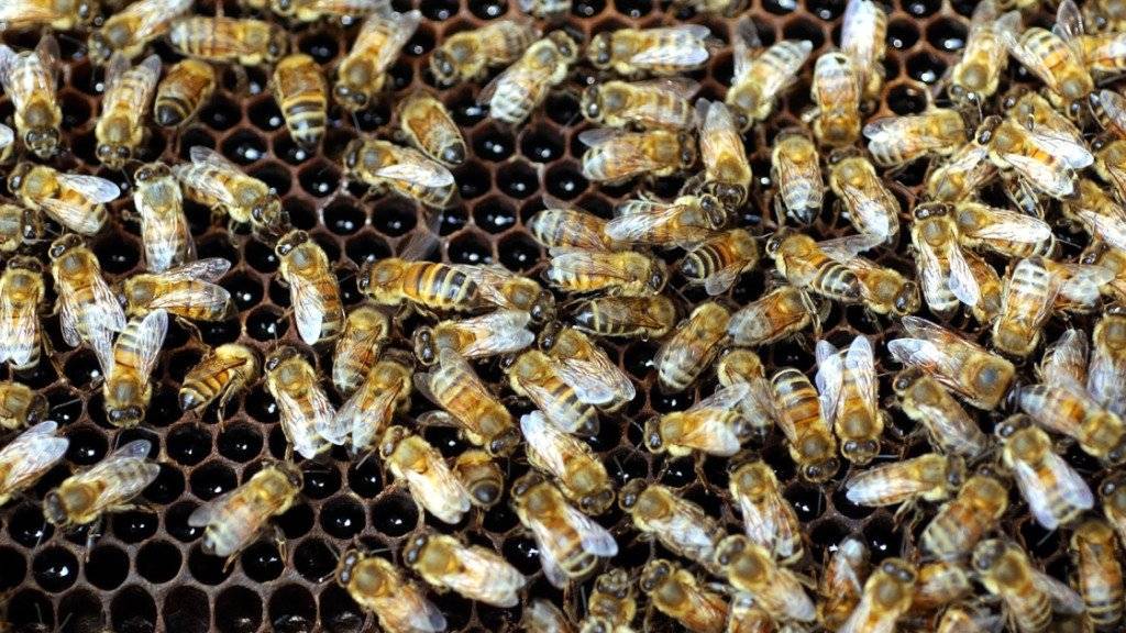Neonikotinoide stehen im Verdacht, mitverantwortlich für das Bienensterben zu sein. Forscher haben diese Pestizide nun in drei Viertel des weltweit produzierten Honigs nachgewiesen.
