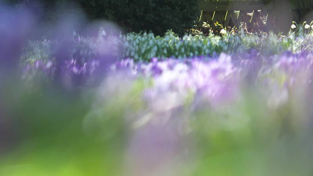 So schön startet der Frühling in der Ostschweiz