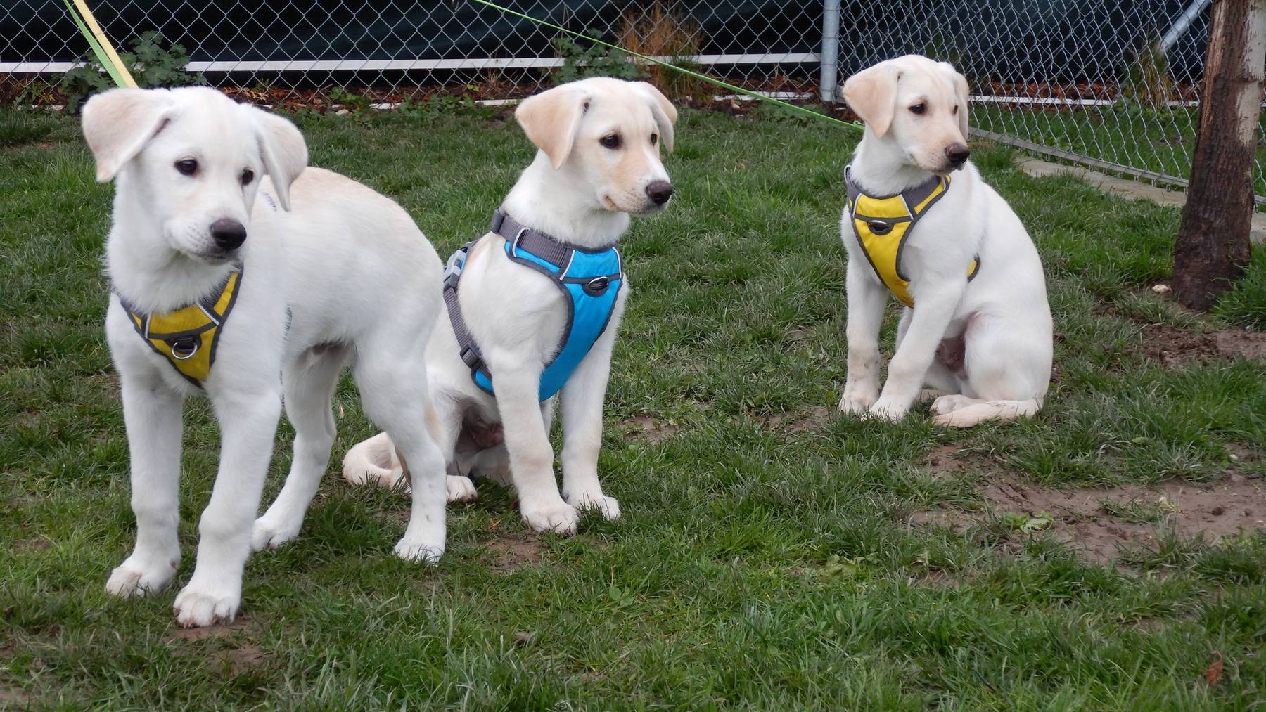 Yuki, Miles und Amigo 