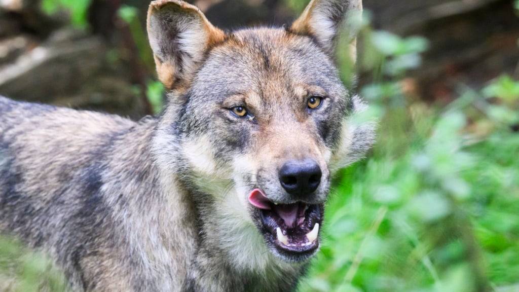 Einzelwölfe zeigten 2024 in Graubünden einen ähnlichen Appetit auf Schafe und andere Nutztiere wie ganze Wolfsrudel. (Symbolbild)