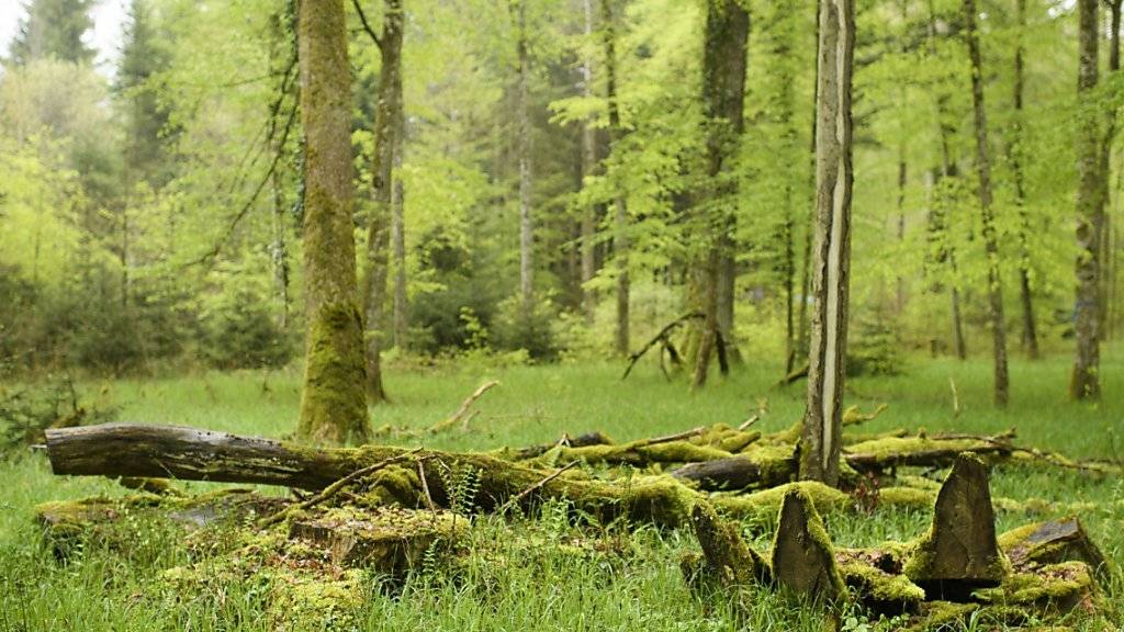 Der Bundesrat spricht zusätzliche Gelder für die Förderung der Biodiversität. Geplant sind unter anderem Waldreservate.