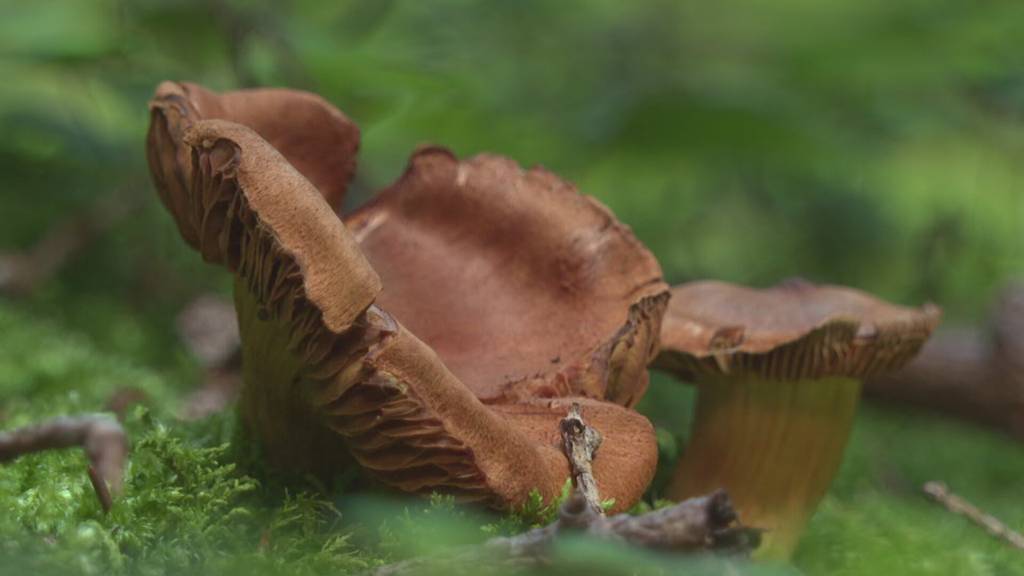 Dem Regen sei Dank: Pilze schiessen viel früher aus dem Boden als üblich