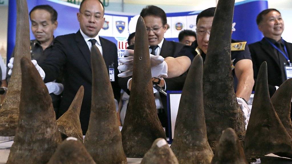 Die Zollbehörden in Thailand präsentieren die beschlagnahmten Nashorn-Hörner.