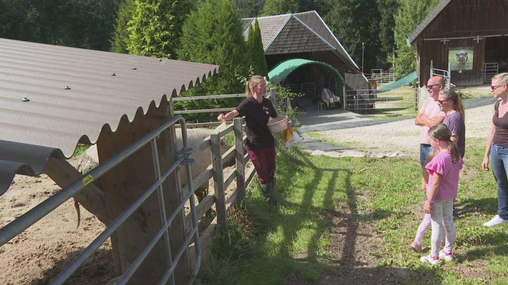 Schweizer Lebens- und Gnadenhöfe öffnen ihre Türen: So leben gerettete Tiere in Walterswil