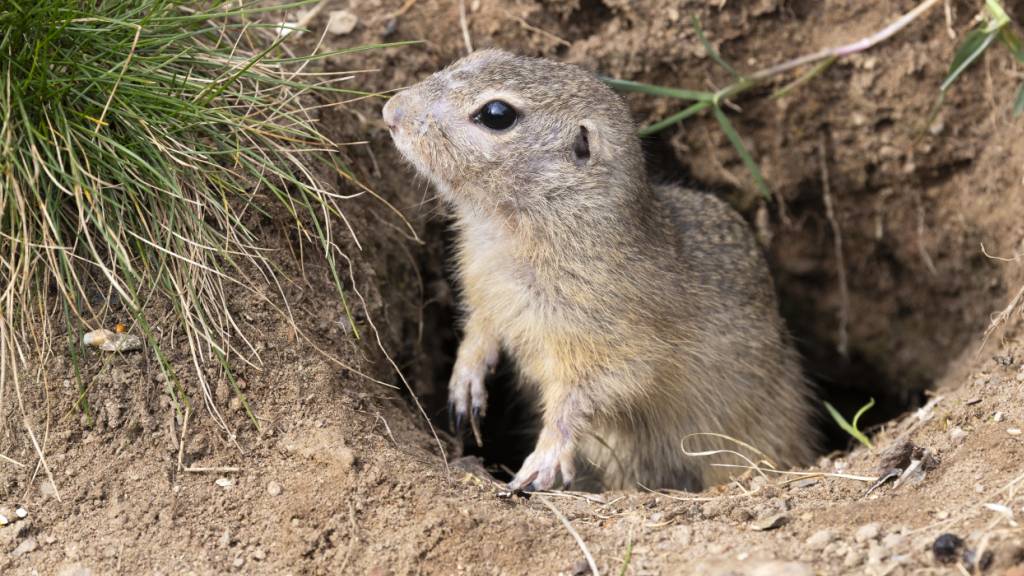 Ziesel-Nachwuchs wagt sich im Zoo Zürich ans Tageslicht