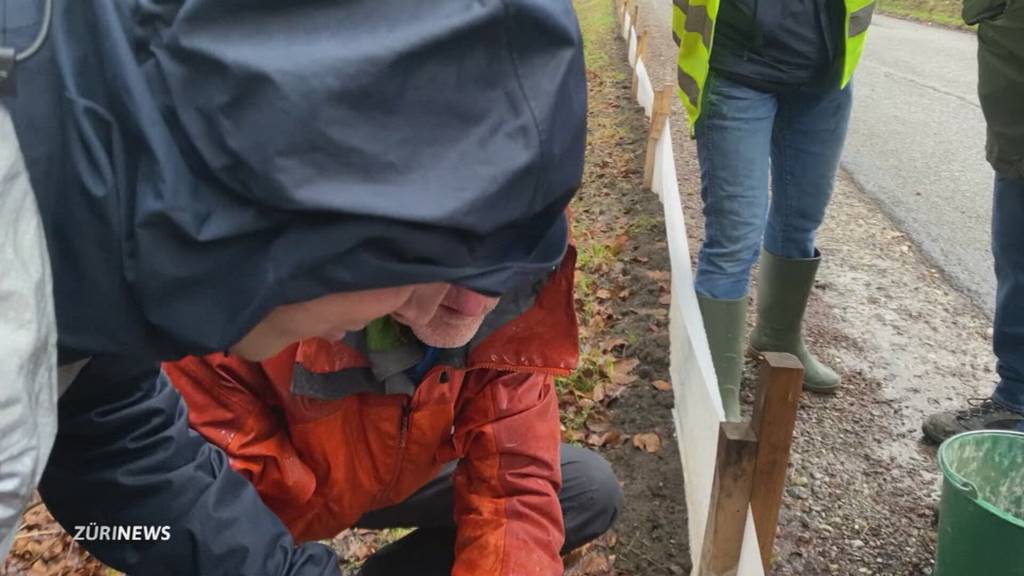 Helfer werden zu Amphibienretter