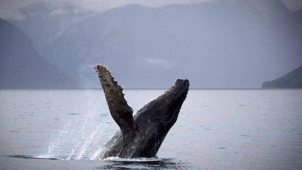 Erwachsene Buckelwale können ganz schön laut sein mit ihren Gesängen. Die Waljungen flüstern hingegen lieber mit ihren Müttern, um unentdeckt zu bleiben. (Archivbild)