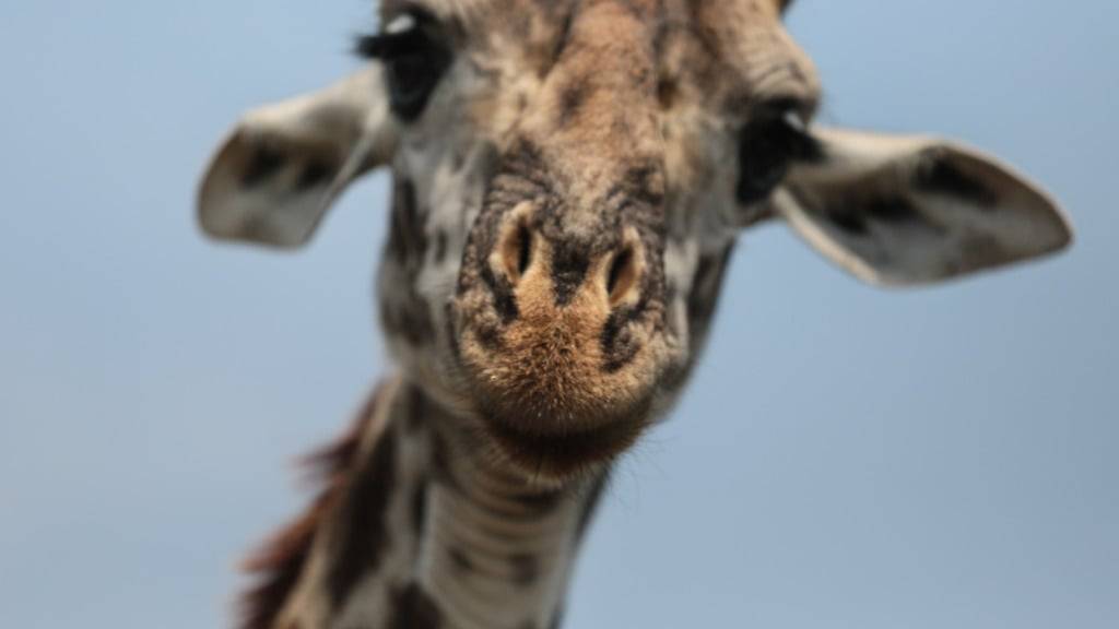 Es gibt neu offiziell vier verschiedene Giraffenarten. (Archivbild)