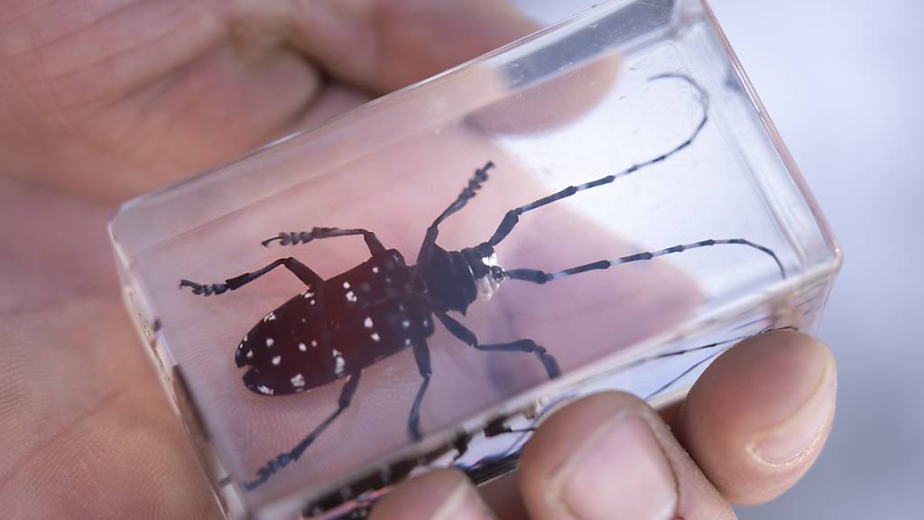 Asiatischer Käfer treibt im Luzerner Hinterland sein Unwesen