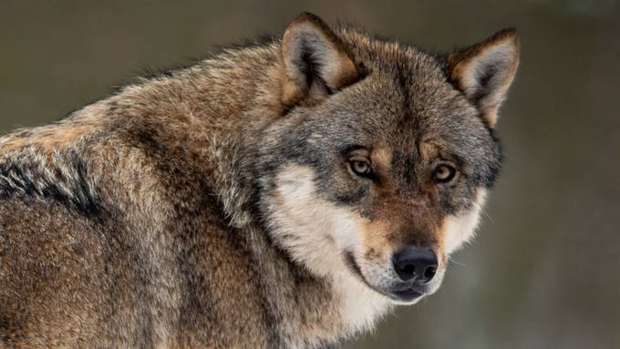 Bald wird es in der Zentralschweiz immer mehr Wölfe geben