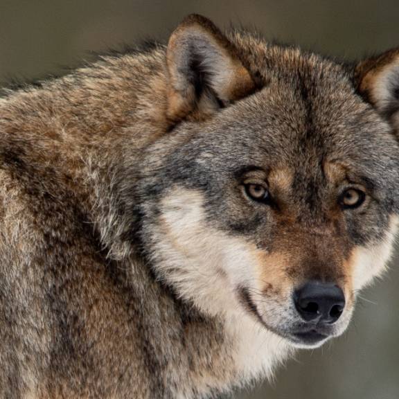 Bald wird es in der Zentralschweiz immer mehr Wölfe geben