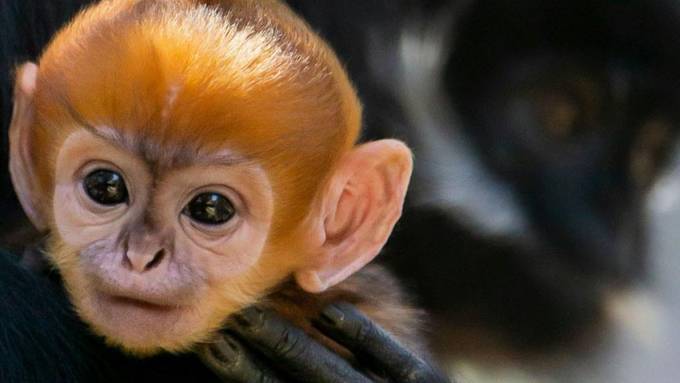 Vom Aussterben bedrohter Affe in australischem Zoo geboren
