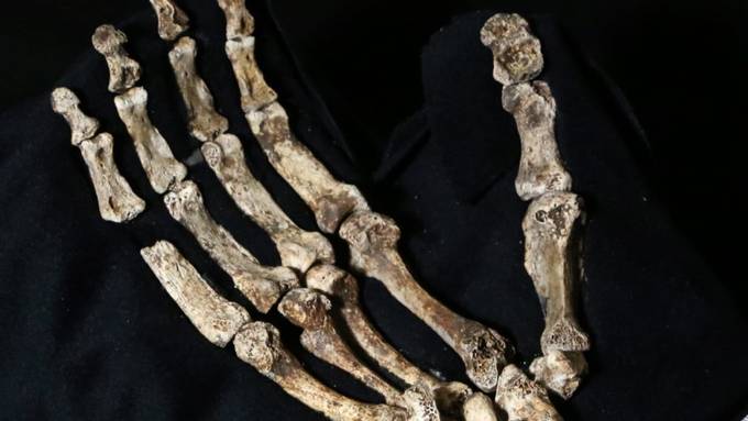 Urmensch Homo naledi hatte geschickte Hände