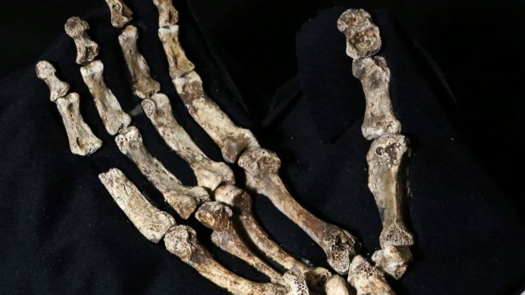 Geschickt genug für Werkzeuge, aber auch zum Klettern geeignet: Die Hände des Urmenschen Homo naledi.