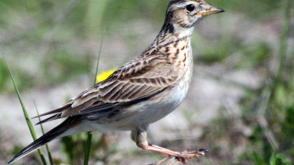ARCHIV - Eine Feldlerche im Rekultivierungsgebiet des Tagebaus Welzow-Süd. Foto: Andreas Neuthe/dpa