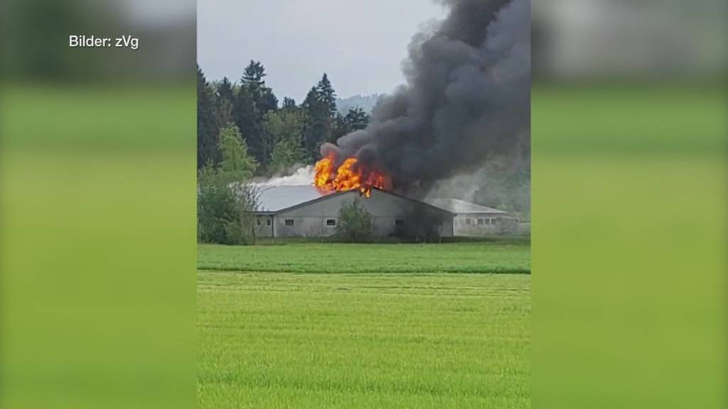 Tragischer Brand in Gossau: 800 Schweine sterben in den Flammen